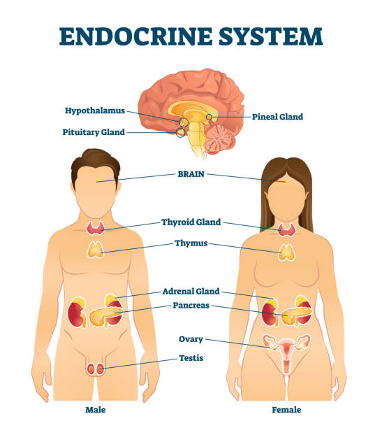 Sistema endocrino